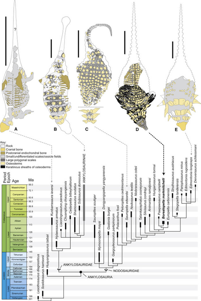 发现身披“迷彩服”的新甲龙种类Borealopelta markmitchelli 存在反荫蔽