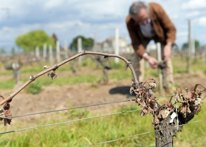 法国今年葡萄失收,产量可能创历史新低。