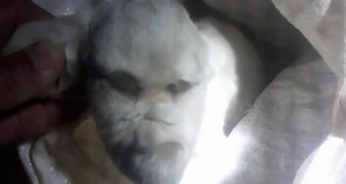 阿根廷圣路易斯省农场出生畸形山羊 拥有邪恶“人样”