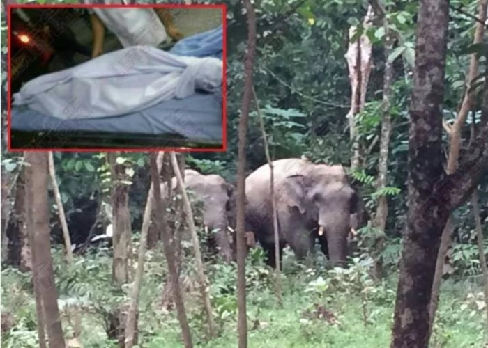 一名男童(小图)日前被野象踩死。