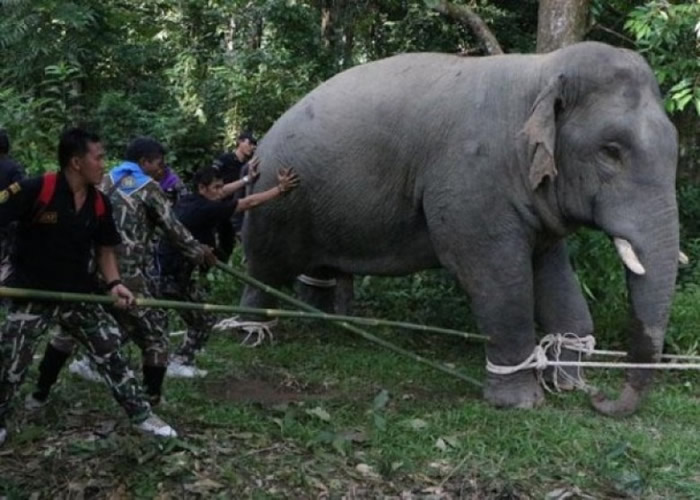 那拉提瓦府有不少野象。