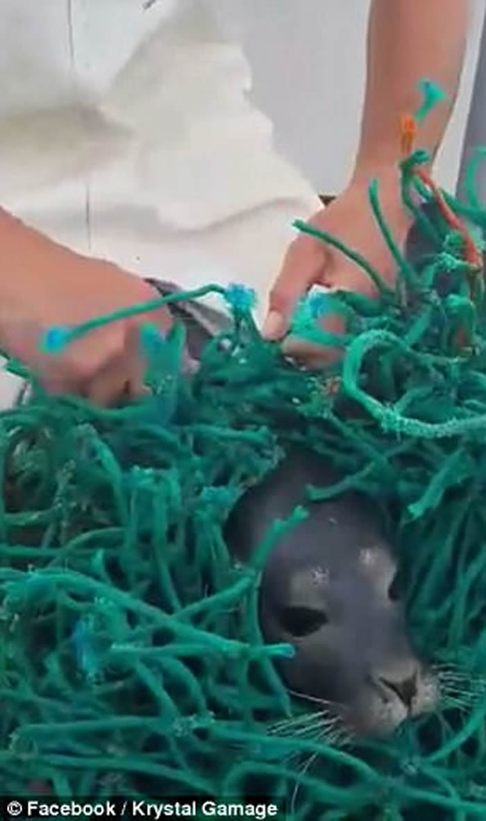 С�������������� ������������������Ӫ�Ȼ��������