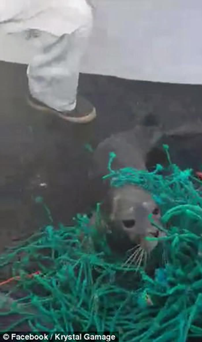 С�������������� ������������������Ӫ�Ȼ��������