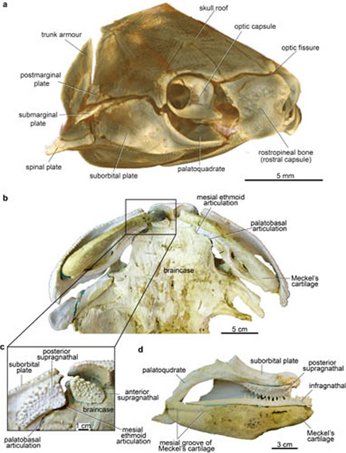 �Ĵ���������������Ƥ����Ϳ�����²��ϣ�ANU V244����a��Drishti��ά�ؽ���ʯ�Ҳ��ӣ�b-d���߾�����ά��ӡģ�ͣ�b�����ӣ�c��򢲿����­����ǰ�˾�