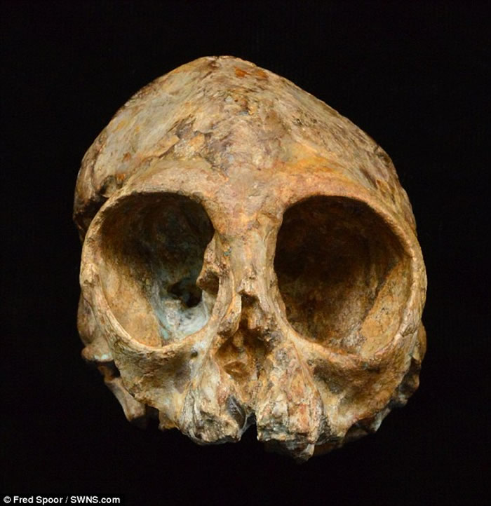 肯尼亚发现的1300万年前灵长类动物头骨化石为人类和猿类的非洲起源揭示新的光芒