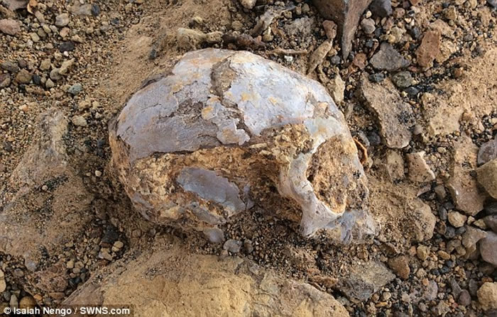 肯尼亚发现的1300万年前灵长类动物头骨化石为人类和猿类的非洲起源揭示新的光芒