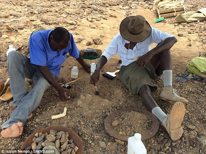 肯尼亚发现的1300万年前灵长类动物头骨化石为人类和猿类的非洲起源揭示新的光芒