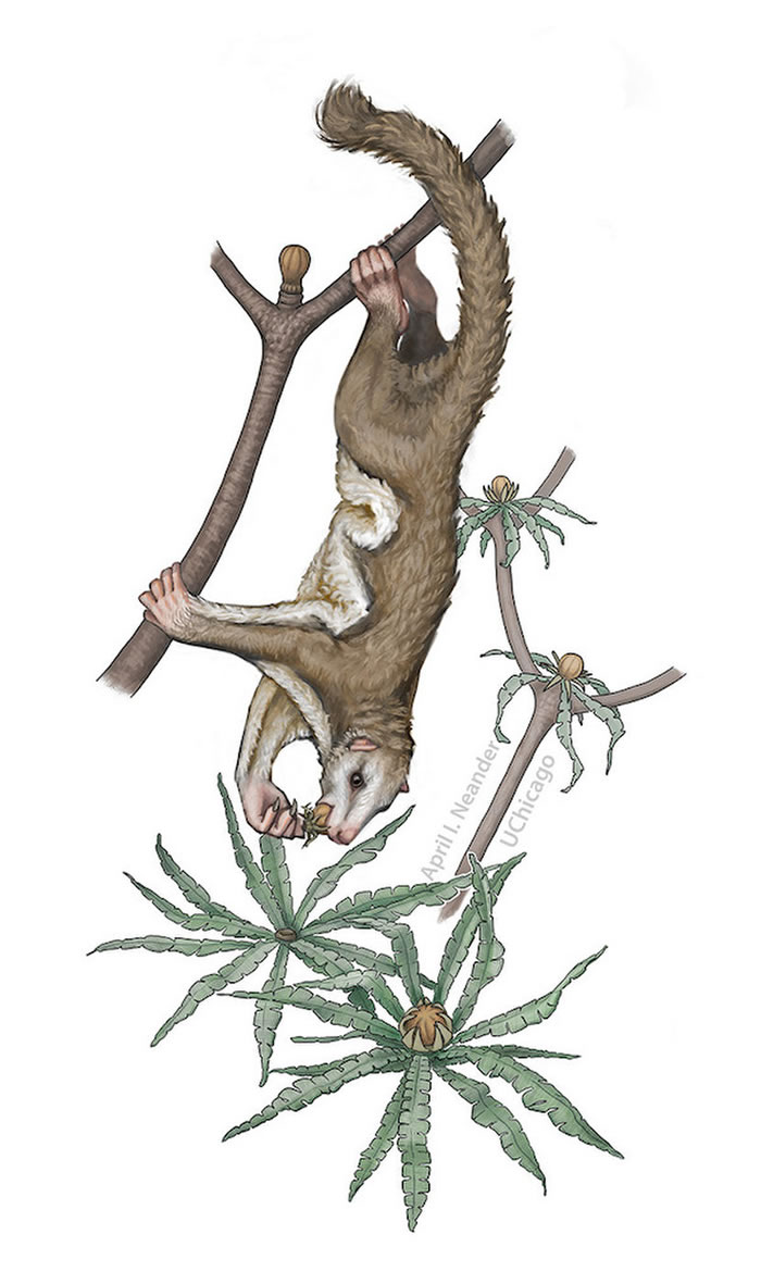 中国发现侏罗纪新型滑翔类哺乳动物化石