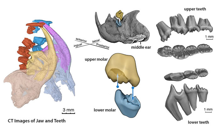中国发现侏罗纪新型滑翔类哺乳动物化石