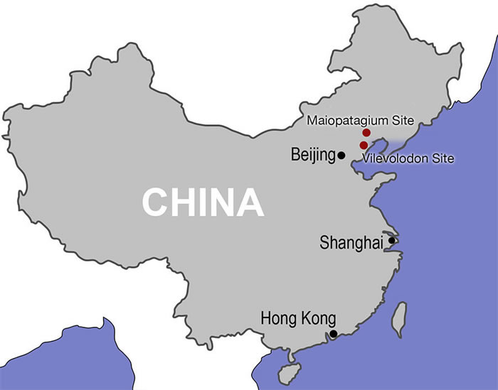 中国发现侏罗纪新型滑翔类哺乳动物化石