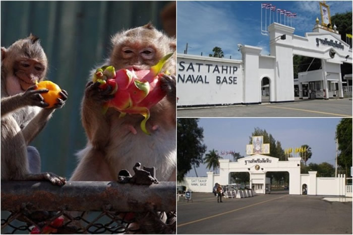 梭桃邑海军基地附近有逾万只长尾弥猴。