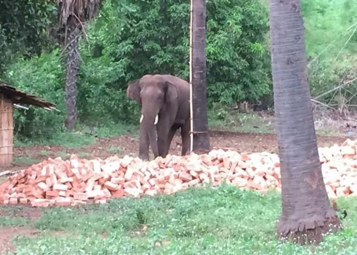 ����ͼƬ��ʾ��ֻ���ӡ�ɱ�ˡ��Ĵ���