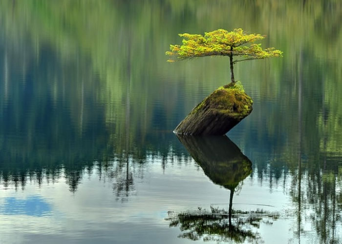 在湖中的一棵小树无惧孤独。