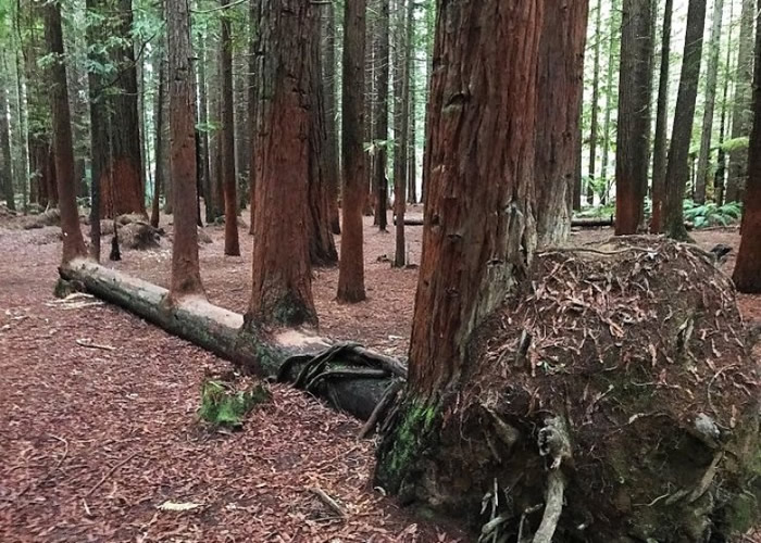 已倒下的树木不但未有枯死,反而再带来新生命。