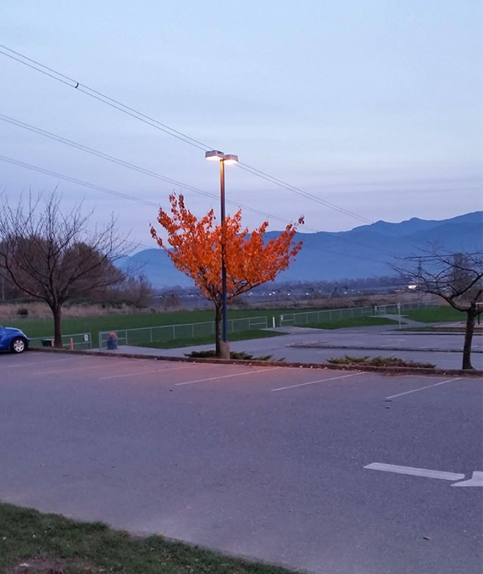 唯独它还在留恋春夏季。