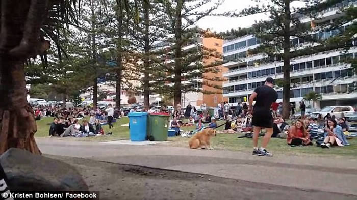 澳洲昆士兰黄金海岸金毛寻回犬逛公园不肯回家 四脚朝天装死