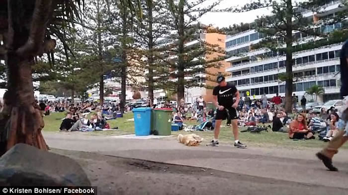 澳洲昆士兰黄金海岸金毛寻回犬逛公园不肯回家 四脚朝天装死