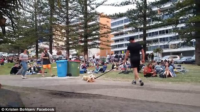 澳洲昆士兰黄金海岸金毛寻回犬逛公园不肯回家 四脚朝天装死