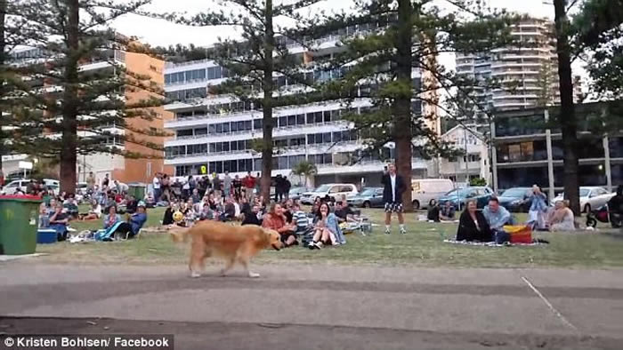 澳洲昆士兰黄金海岸金毛寻回犬逛公园不肯回家 四脚朝天装死