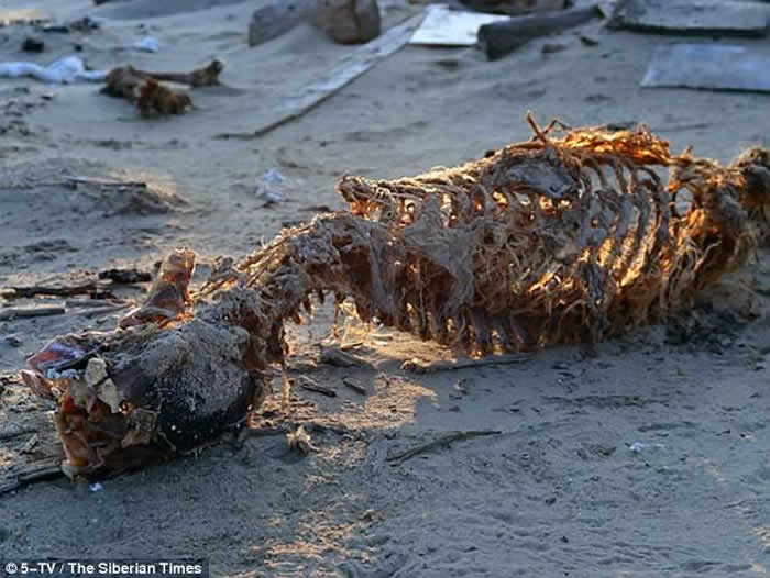 俄罗斯喀拉海的维利基茨基岛发现6具残缺不全的北极熊尸骸 疑偷猎者所为