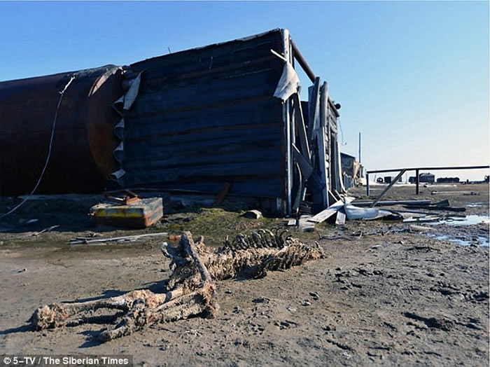 俄罗斯喀拉海的维利基茨基岛发现6具残缺不全的北极熊尸骸 疑偷猎者所为