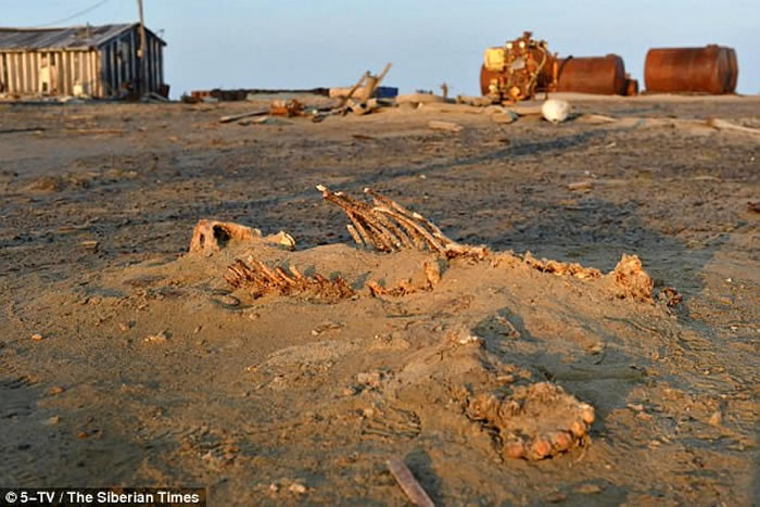 俄罗斯喀拉海的维利基茨基岛发现6具残缺不全的北极熊尸骸 疑偷猎者所为