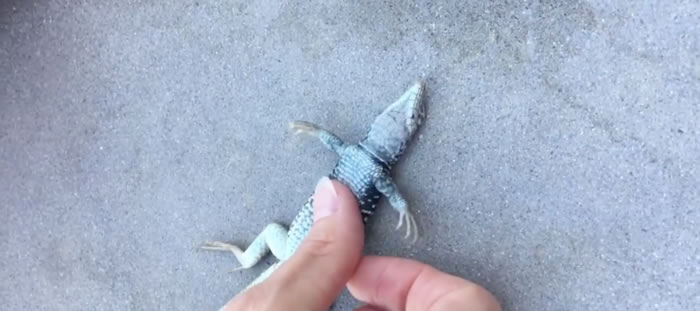 美国内华达州妇人用心外压救回遇溺蜥蜴