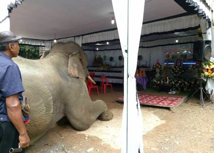 大象用力挣脱缰绳,赶赴主人的灵柩前。