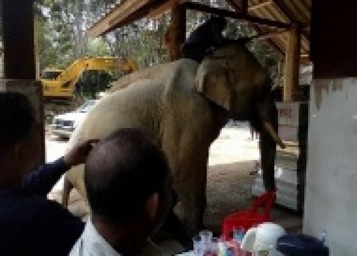 现场家属被大象的灵性感动。