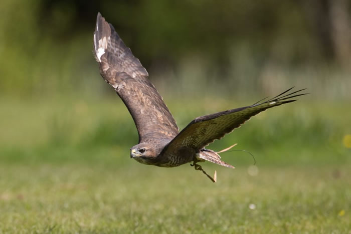 英国德比郡男子惨遭栗翅鹰“鹰爪功” 头顶鲜血直流