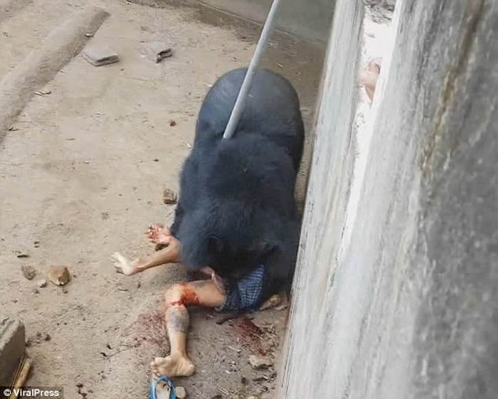 泰国碧差汶府养殖场男子摸大黑熊 反被拉入养饲圈狂噬逾15分钟