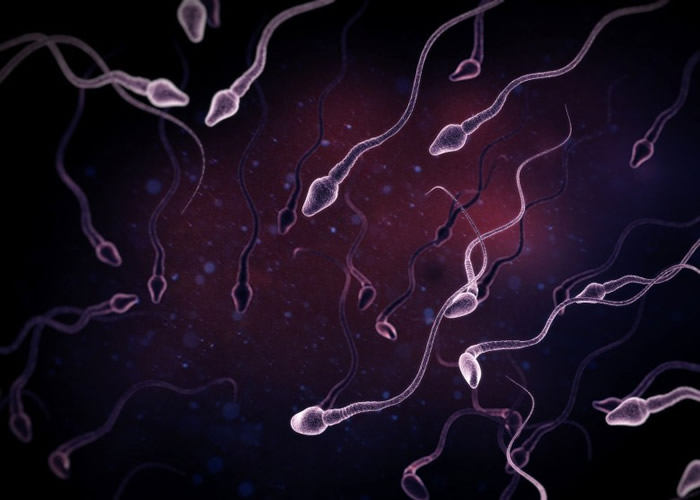 研究指,西方男性的精子数量大减。