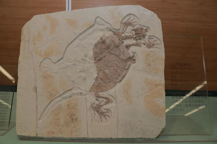 辽西满洲龟化石