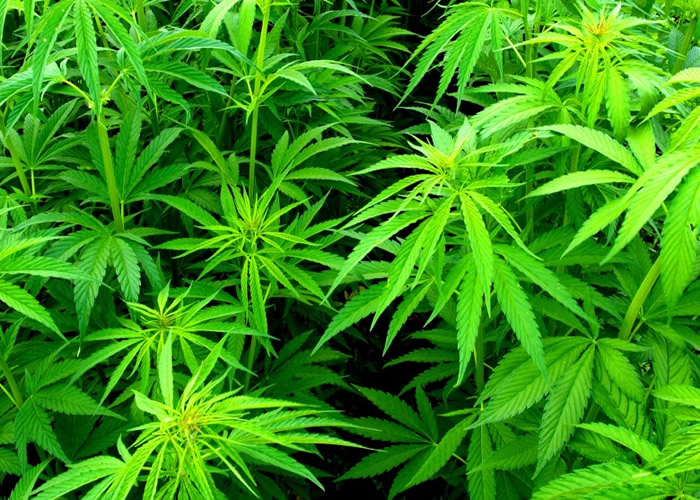 墨西哥籍男子在美国加州非法种植大麻 导致大