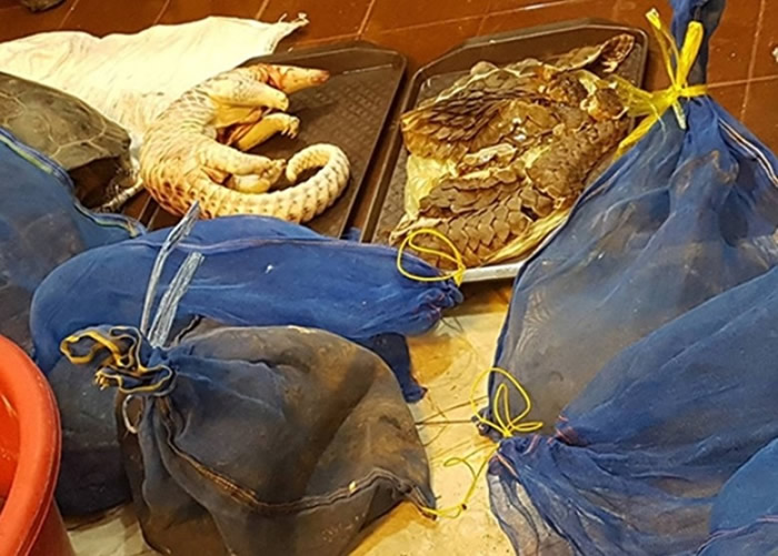 警方在行动中检获不同野生动物。