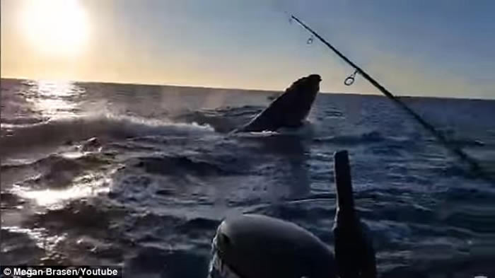 钓到大鱼啦!澳洲新南威尔斯州父子兴奋收钓竿时发现钓到的竟然是座头鲸