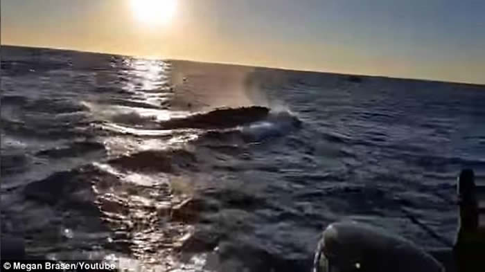 钓到大鱼啦!澳洲新南威尔斯州父子兴奋收钓竿时发现钓到的竟然是座头鲸