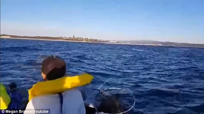 钓到大鱼啦!澳洲新南威尔斯州父子兴奋收钓竿时发现钓到的竟然是座头鲸