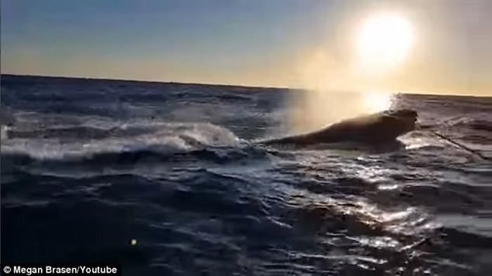 钓到大鱼啦!澳洲新南威尔斯州父子兴奋收钓竿时发现钓到的竟然是座头鲸