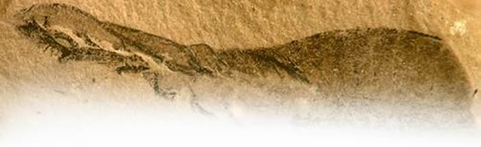 海口虫研究表明:脊椎动物的演化在5.2亿年前就已拉开序幕