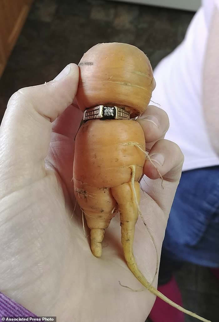 加拿大84岁阿婆求婚钻戒失踪13年 在农场红萝卜身上找到