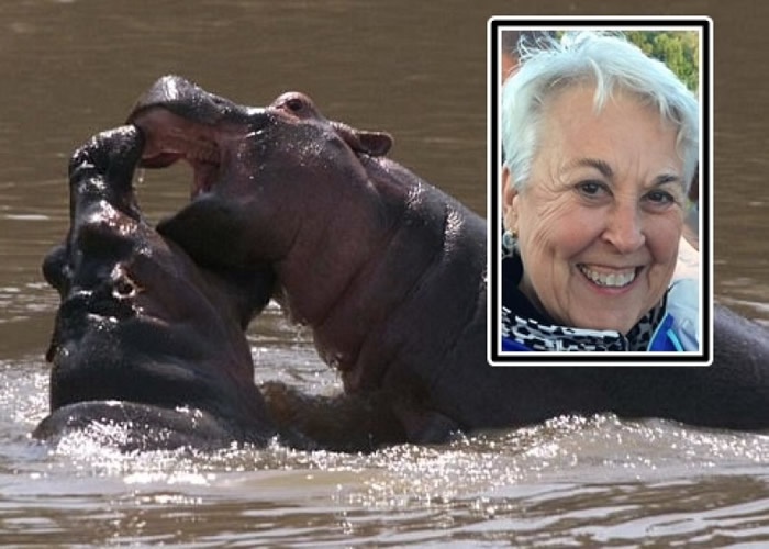 �¿ϣ�Сͼ����һֻ��������������