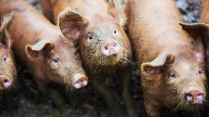 英国将立法要求英格兰地区所有屠场安装镜头。(资料图片)