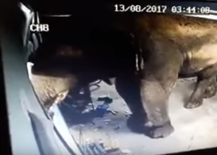 大象破门而入吃榴梿。