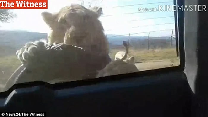 南非纳塔尔狮子公园一只狮子突然冲上观光车后的后备车胎发狂咬噬