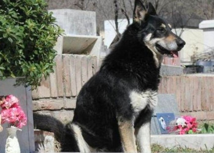 Capitan坚持风雨不改在主人墓碑旁守候。