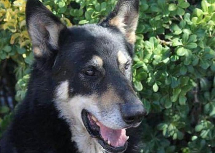 Capitan对离世主人不离不弃。