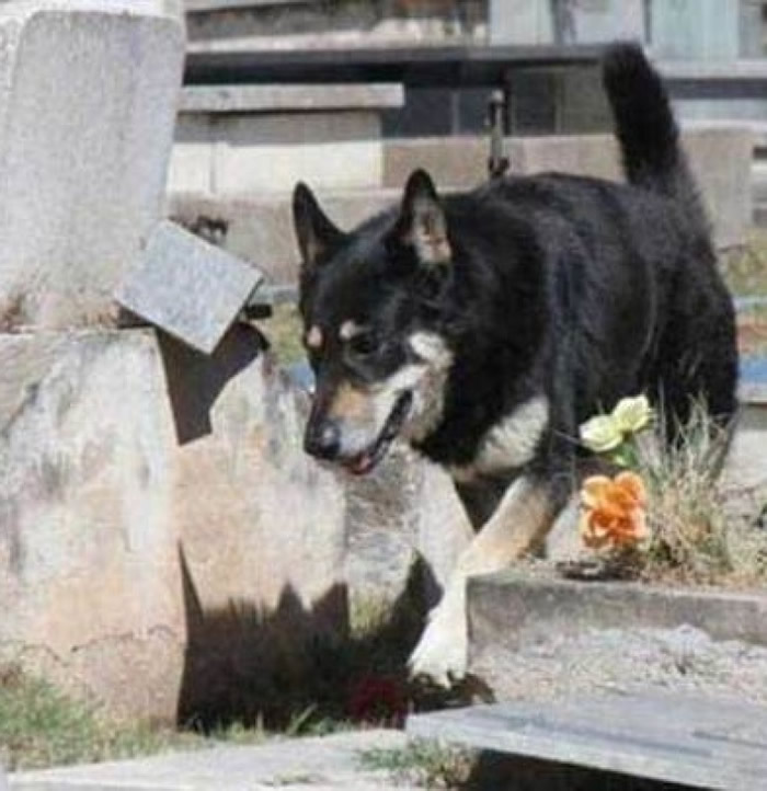 Capitan每日在白天时会四处踱步。