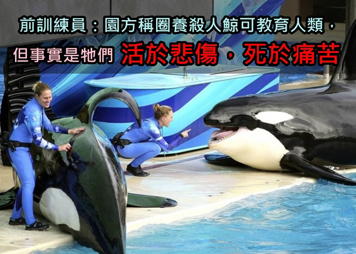 有前训练员道出海洋世界杀人鲸的惨况。