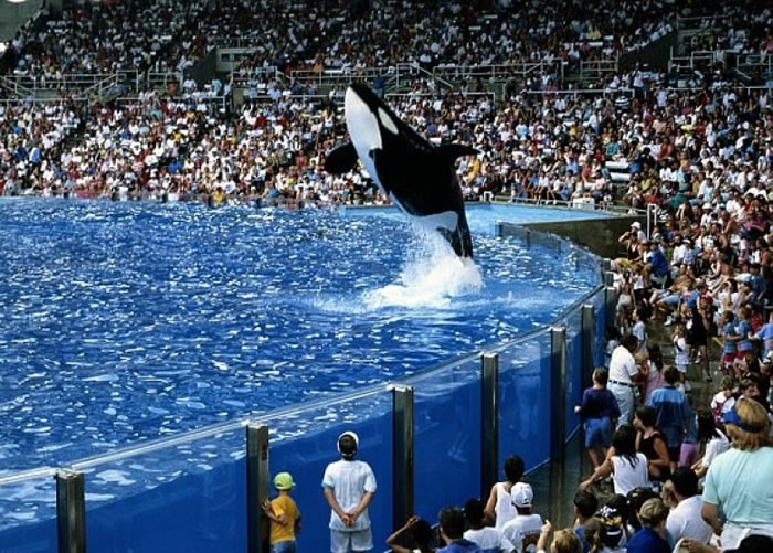 杀人鲸表演一度深受观众欢迎。